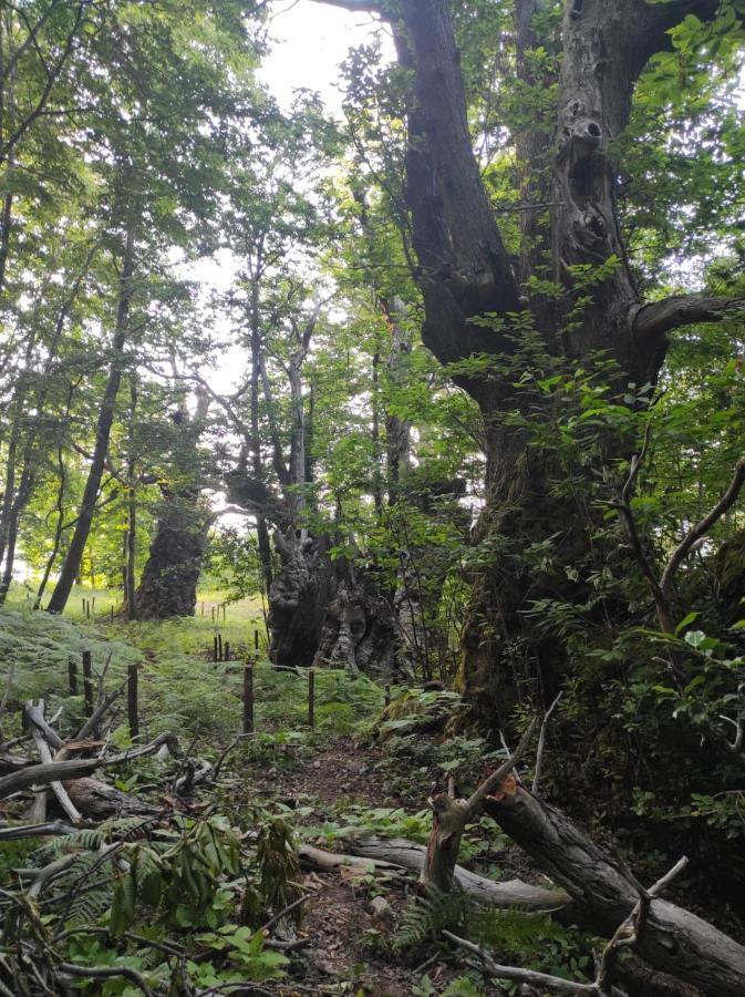 Agriturismo Difesa Del Monte Grisolia Eksteriør bilde